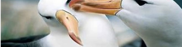Aşk için semboller