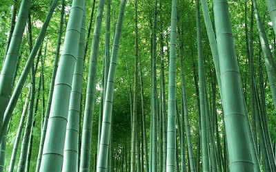 Bambu Tütsüsü